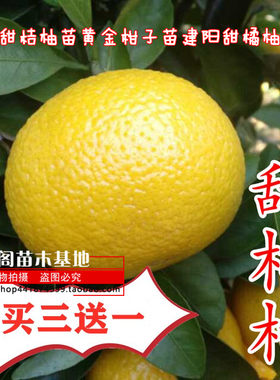 甜桔柚苗树苗桔子当年结果