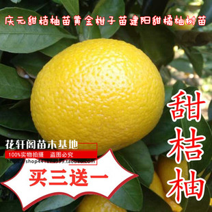 庆元甜桔柚苗黄金柑子苗建阳甜橘柚树苗桔子柚子苗当年结果甜桔柚