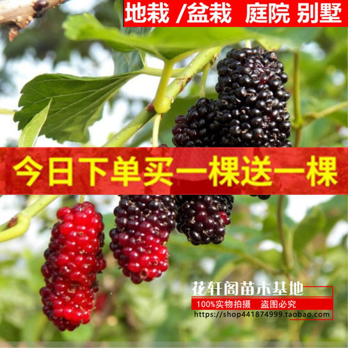 落叶果树苗长果树苗长桑无