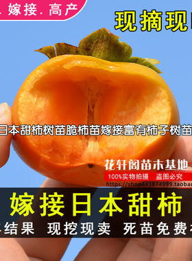 甜柿树苗嫁接种植当年结果