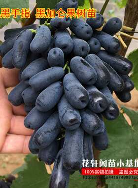 新品甜蜜蓝宝石葡萄树苗 澳洲黑手指 黑加仑果树苗蓝宝石葡萄苗