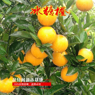 正宗高纯度高甜度永兴冰糖橙苗褚橙云冠盆栽地栽甜橙果树苗