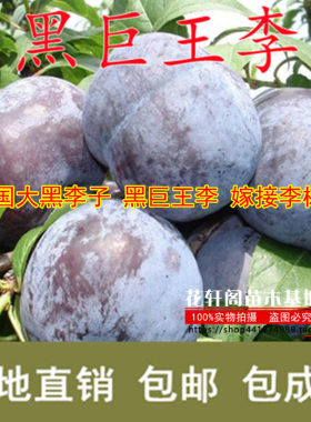 巨型黑李苗南方北方种植