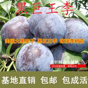 美国大黑李子 黑巨王李 嫁接李树苗布朗李巨型黑李苗南方北方种植