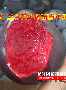 李子树苗当年结果南方嫁接果树苗