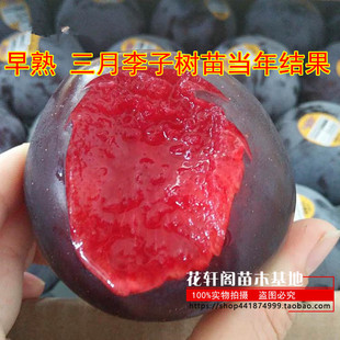 早熟 三月李子树苗当年结果包邮美国黑布林 南方北方嫁接果树苗树