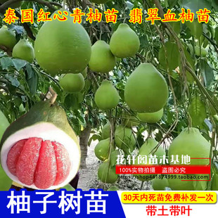 泰国红心青柚苗 翡翠血柚苗 青皮红肉红心柚子树苗 当年结果树苗