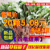 草莓苗四季 盆栽食用奶油草莓秧四季 结果阳台种植特大带果带花草莓