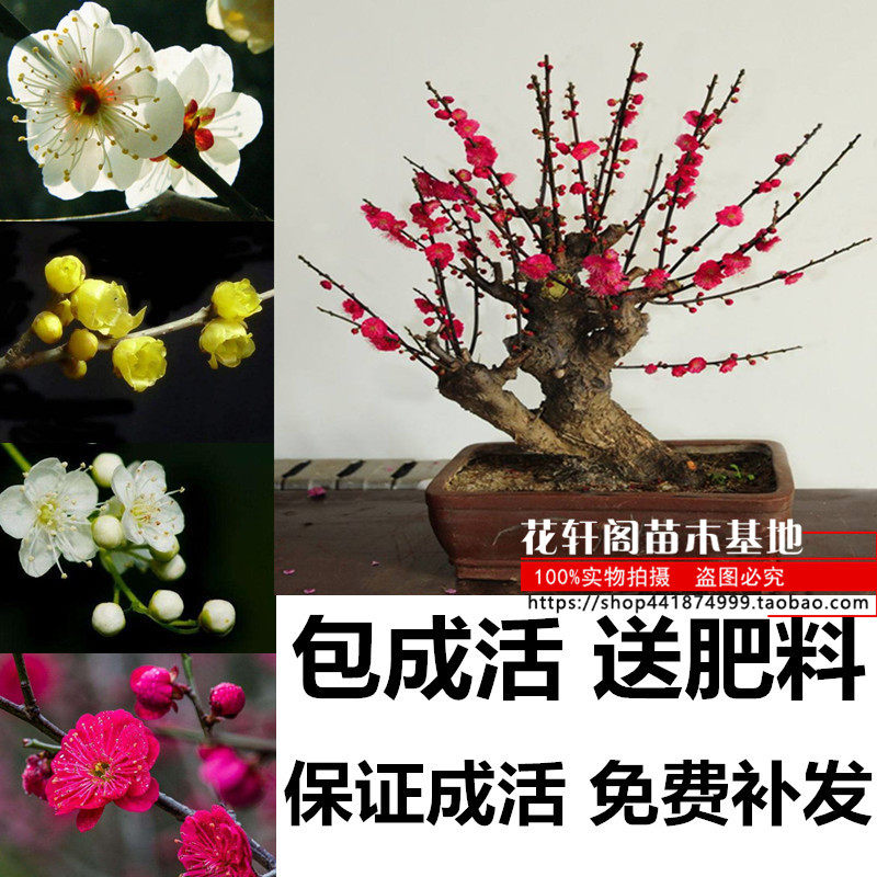 梅花盆景树桩梅花树苗腊梅苗乌梅花苗盆栽美人梅花苗梅