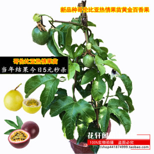 新品种哥伦比亚热情果苗黄金百香果苗满天星苗台农一号百香果树苗