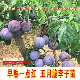 五月脆李子树苗 凤凰李 早熟一点红脆甜脱骨李子树嫁接果树苗