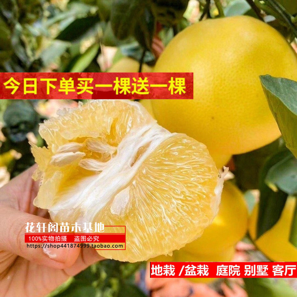 台湾甜葡萄柚苗带果黄心西柚苗鸡尾葡萄柚子果树苗黄金葡萄柚树苗