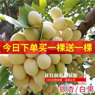 银杏树活苗大树金叶银杏树苗拆迁占地苗银杏树小苗庭院别墅绿化苗