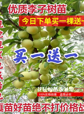 李子树苗嫁接特大蜂糖李晚熟四川脱骨青脆李南北方种果树当年结果