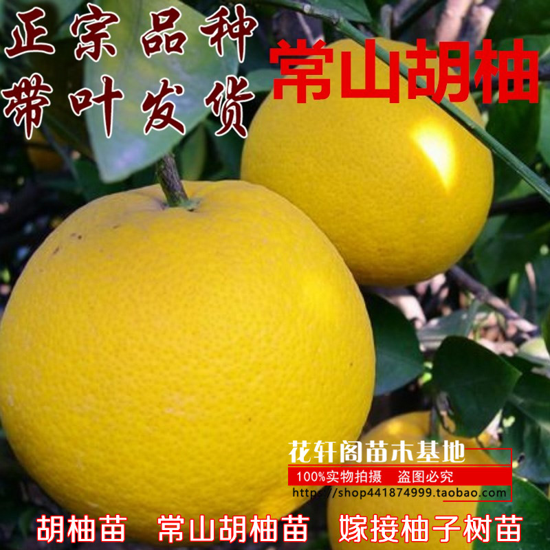 嫁接柚子树苗果树当年结果