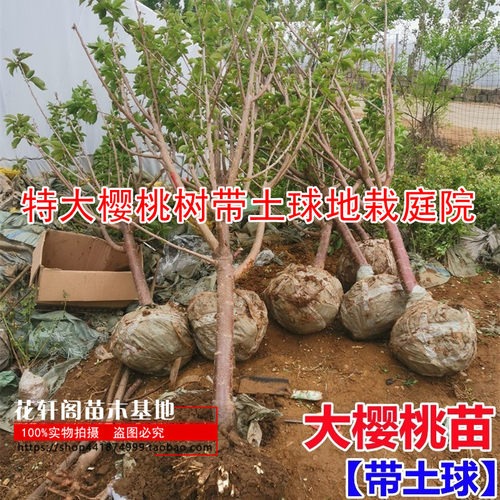 华轩阁落叶车厘车厘子树苗特