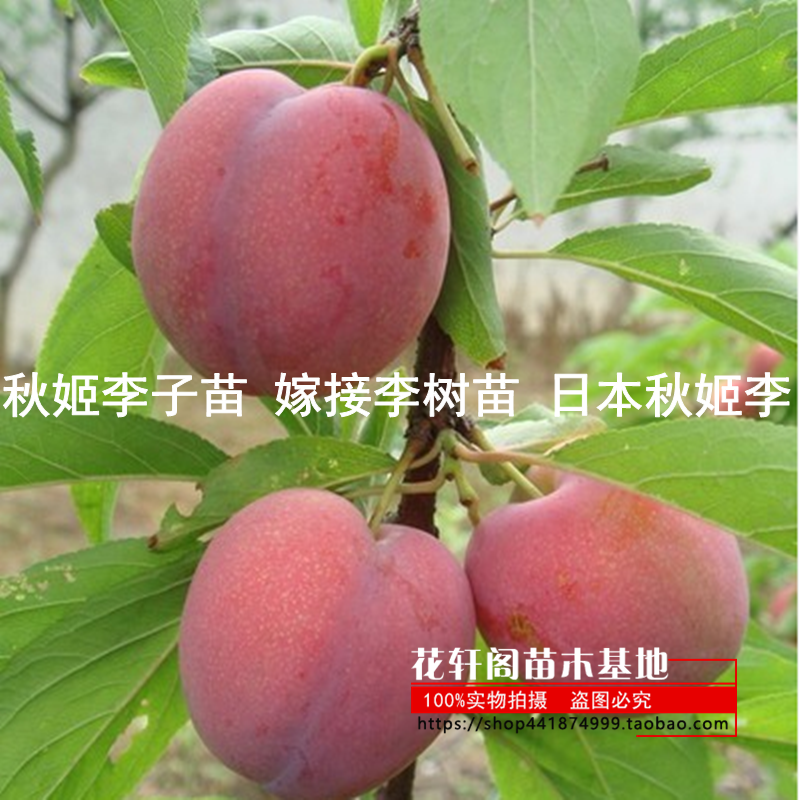 水果树苗 秋姬李子苗 嫁接李树苗 日本秋姬李 当年结果树苗销售