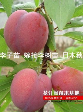 日本秋姬李当年结果树苗销售