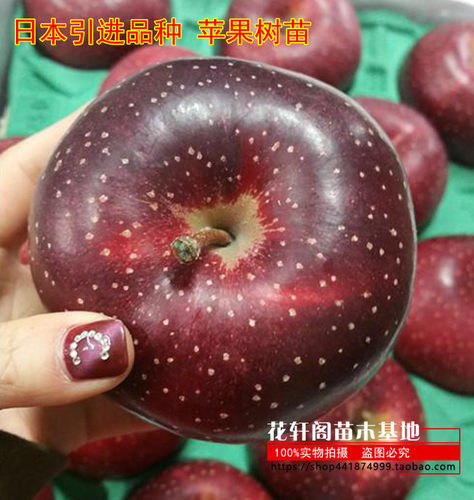 日本引进品种 苹果树苗 千雪苹果树苗 水果树苗果树 嫁接苹果树苗