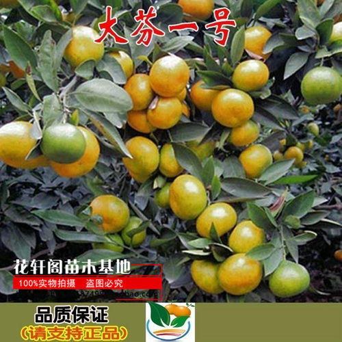 常绿大丰芬桔大丰芬桔子苗