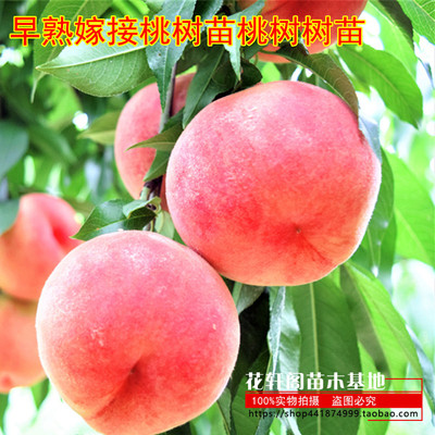 嫁接桃树苗花轩阁苗木基地早熟