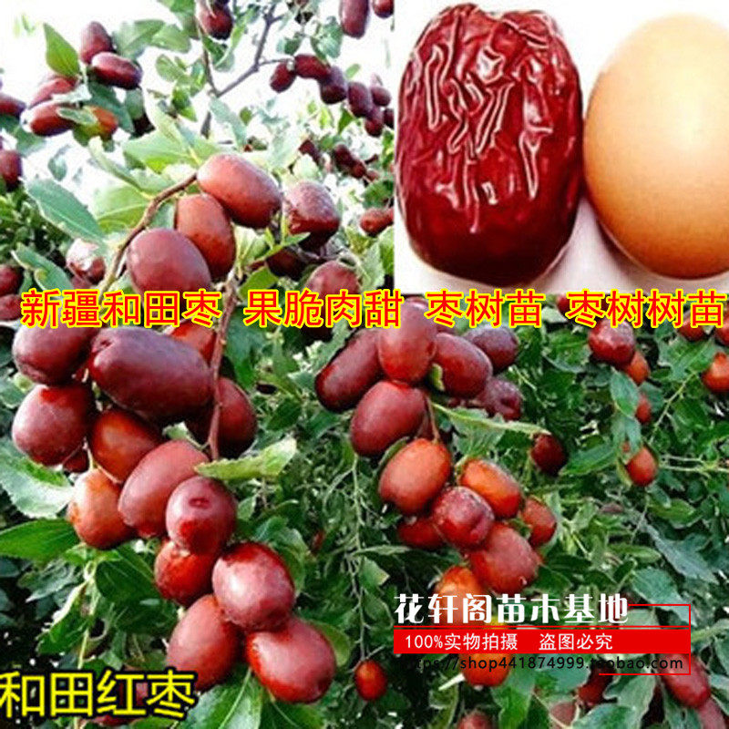新疆和田枣 果脆肉甜 枣树苗 枣树树苗 南方北方盆栽地栽果树苗