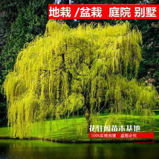 金丝垂柳苗黄金柳树苗美国速生竹柳杨柳树苗垂柳小苗河边绿化树苗