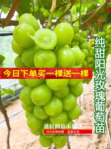 阳光玫瑰晴王葡萄苗萄树苗阳光玫瑰南北方种植盆栽爬藤庭院果树苗 - 封面