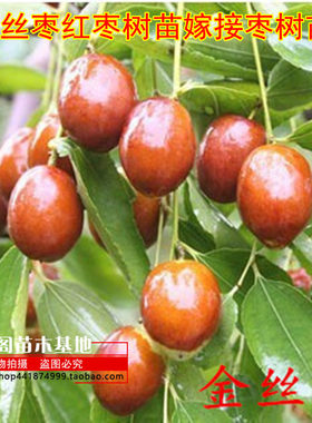 金丝枣树苗嫁接盆栽小枣种植
