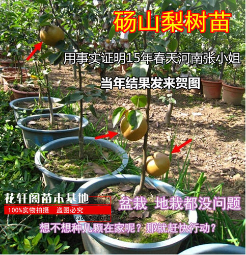 嫁接梨树苗北方种植果树苗地栽梨树苗南方种植砀山梨当年结果包邮