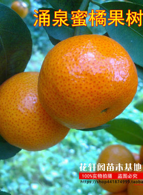 橘子果树苗橘子树苗（涌泉蜜橘）
