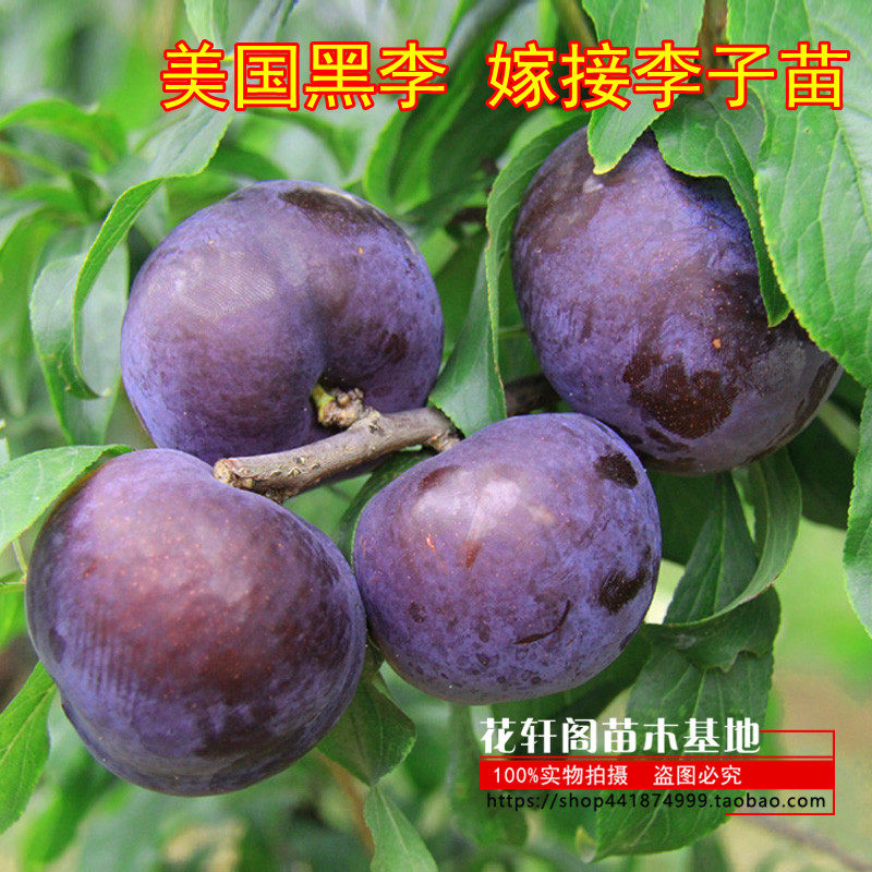 美国黑李/黑骑士/嫁接李子苗晚熟脆李李子树苗南北方种植当年结果