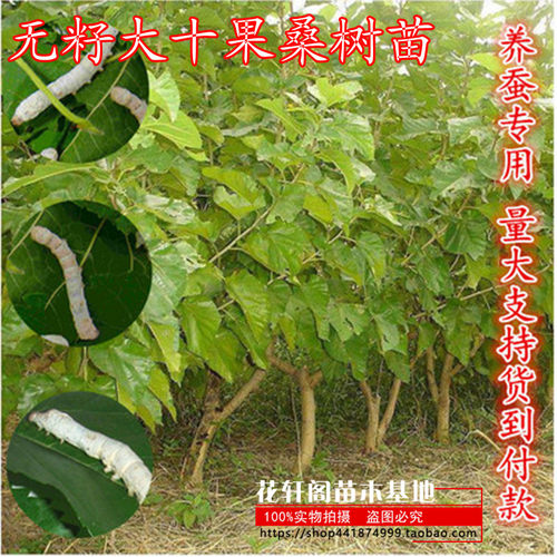 果树苗养蚕桑苗无籽桑树苗庭院