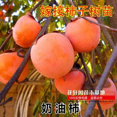 嫁接树苗南方种植当年结果