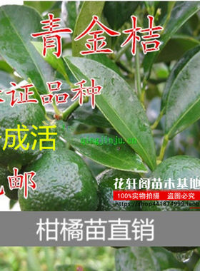 桔苗海南树苗桔子苗当年结果苗