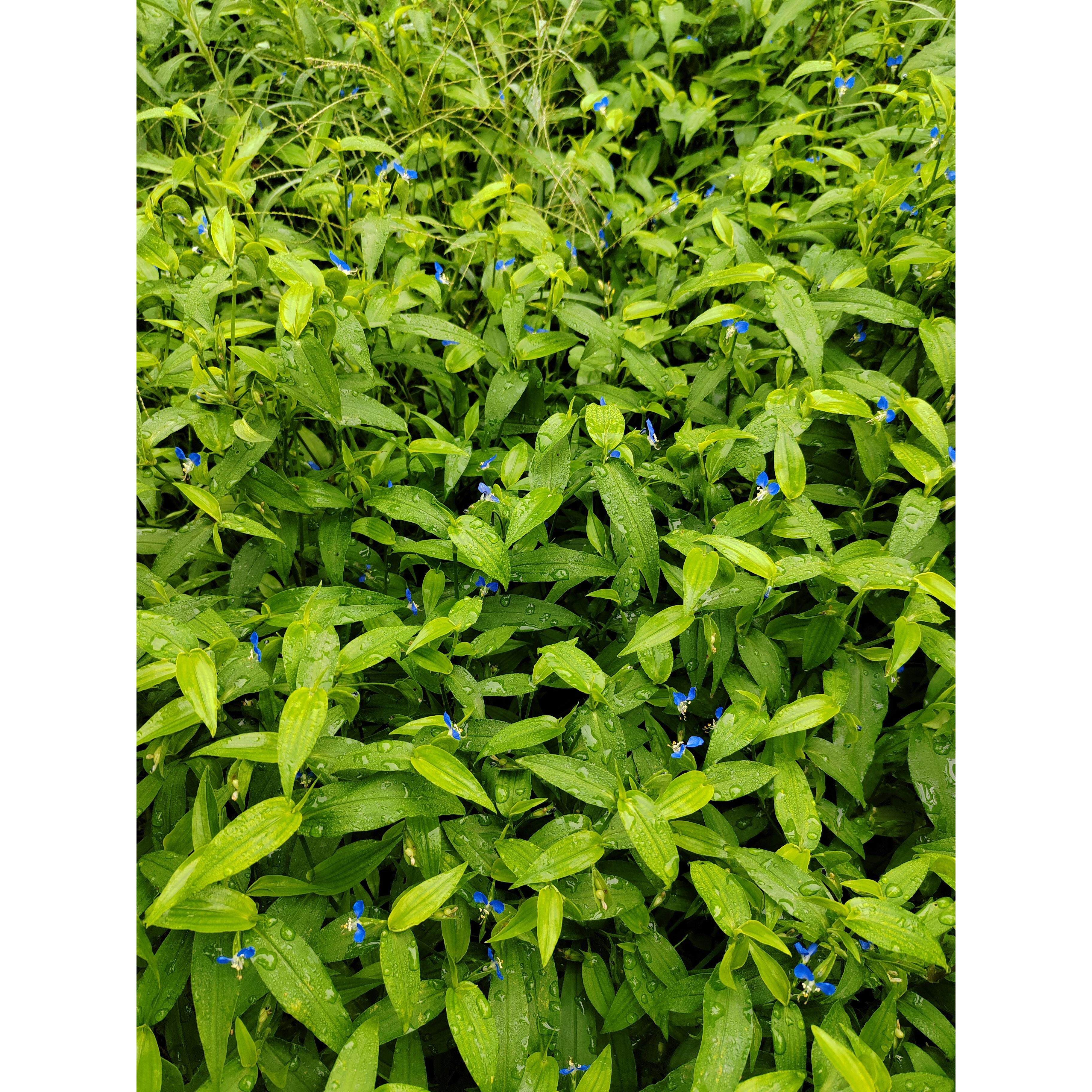 新鲜荒地鸭跖草野生鸭鹊草鸭趾草碧竹子翠蝴蝶淡竹叶草药