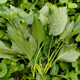 新鲜荒地龙葵草白花菜嫩芽嫩叶苦凉菜假辣椒叶做汤炒煮凉拌