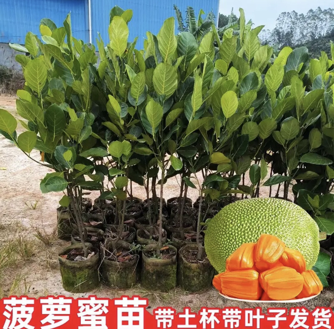 菠萝蜜树苗嫁接苗泰国红肉干苞南