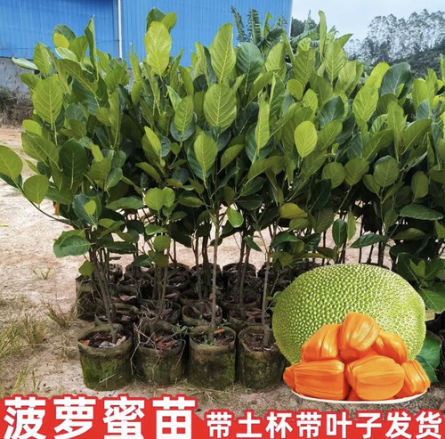 菠萝蜜树苗嫁接苗泰国红肉干苞南北方四季榴莲蜜木菠萝密苗