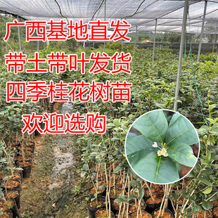 四季桂花树苗带泥球带叶盆栽庭院阳台观赏人本身车辆拍照入赏卡