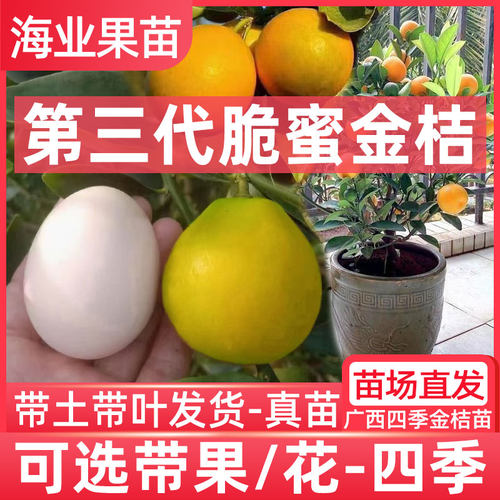 第三代脆蜜金桔嫁接苗南北方种植