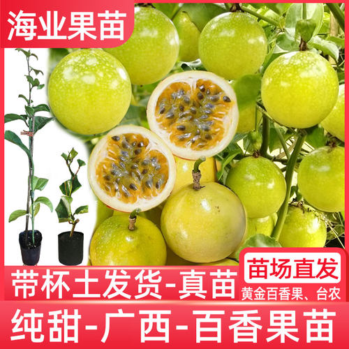 广西黄金百香果苗大果纯甜带杯土