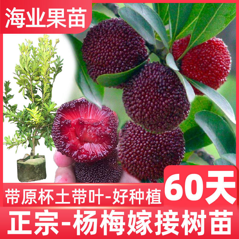 杨梅树树苗嫁接王子安海东魁大果杨梅早熟黑炭特大结果杨梅苗带土