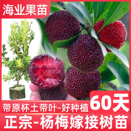 王子安海大果东魁早熟黑炭杨梅树