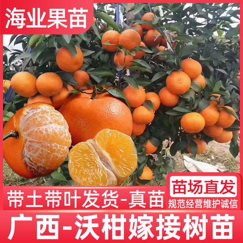 广西沃柑苗嫁接带土带叶发货