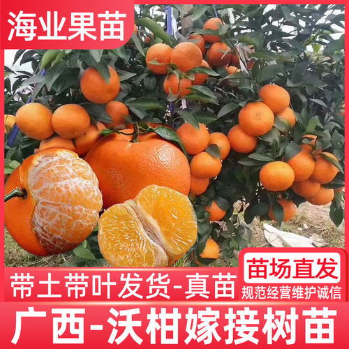 广西沃柑苗嫁接带土带叶发货