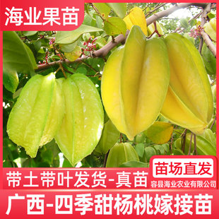 泰国红杨桃马来西亚台湾甜杨桃地栽盆栽南方果苗 杨桃树苗嫁接四季