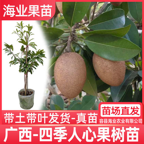 人心果树苗四季带果珍贵庭院盆栽