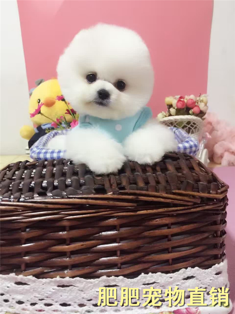 Pomeranian puppies Thoroughbred living thing Small dogs teacup Golden Retriever Labrador Samoyed Malamute Pet dogin the Pet/Pet food and supplies , Dogs  category - from Buy2taobao.com to provide professional Taobao agent buy service