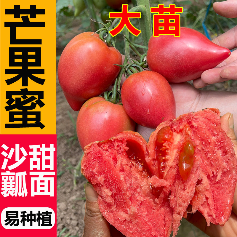 口感番茄秧苗芒果蜜番茄种子超甜水果沙瓤西红柿种籽春秋季蔬菜籽